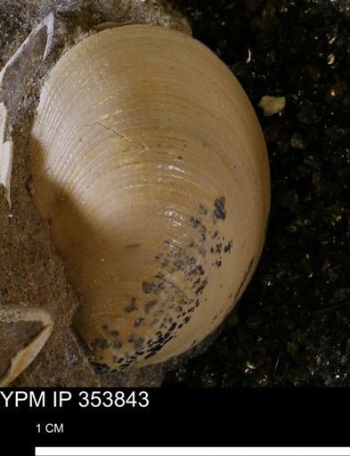 Limopsis striatopunctatus