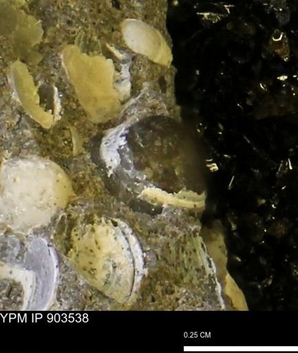 Corbulamella sp.