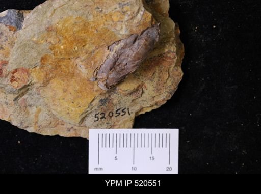 undet. Bivalvia