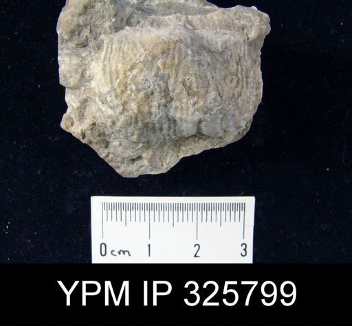 Productus gruenewaldti?