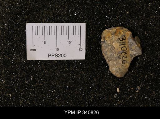 Scaphites sp.