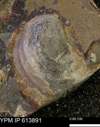 Inoceramus sp.