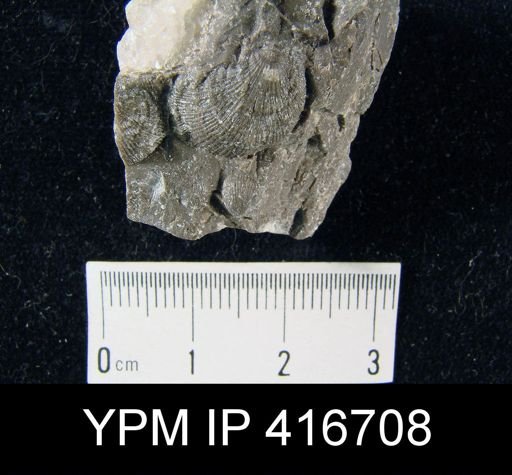 Streptorhynchus?