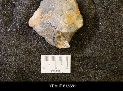 undet. Bivalvia