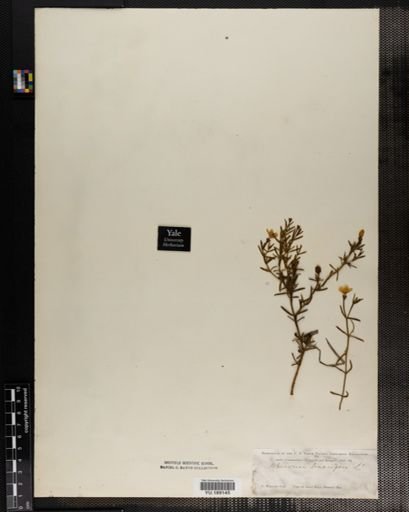 Plantae