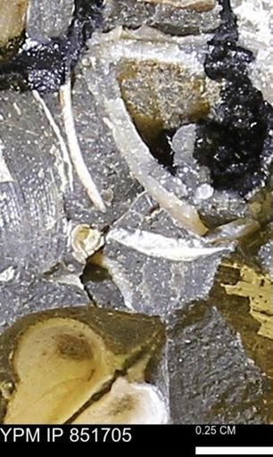 Limopsis striatopunctatus