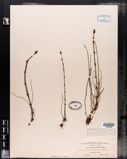 Equisetum