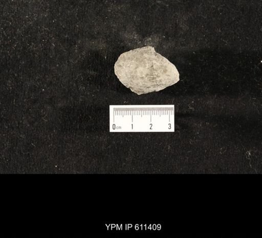 Glyptocrinus subglobosus