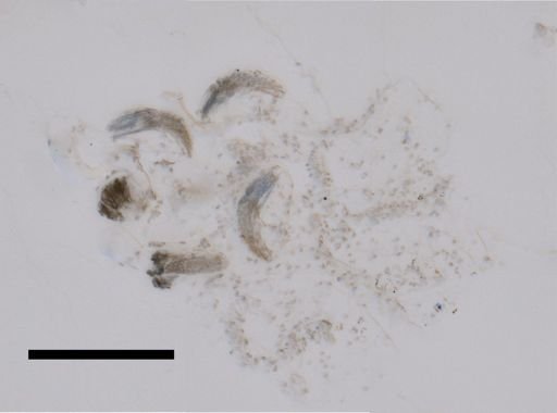 Athorybia rosacea
