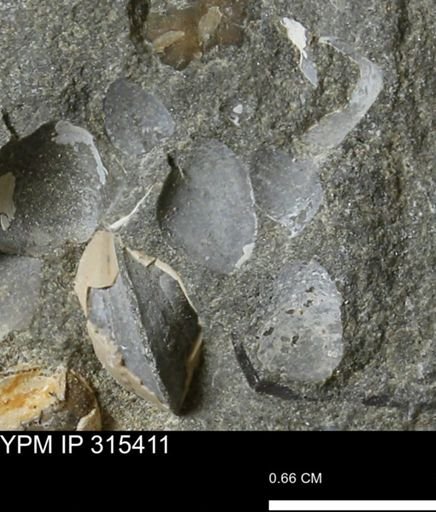 undet. Bivalvia