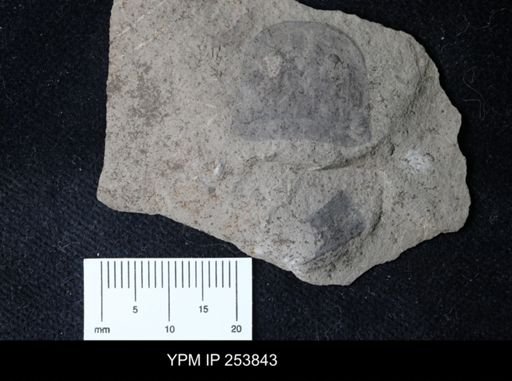 Eurypterus remipes remipes