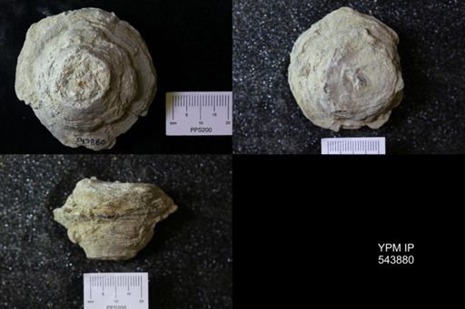 undet. Ichnofossil