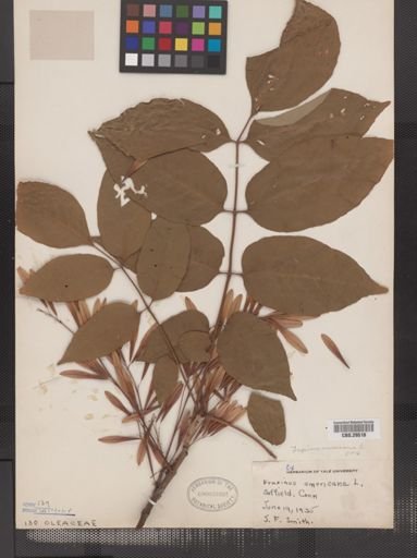 Fraxinus americana