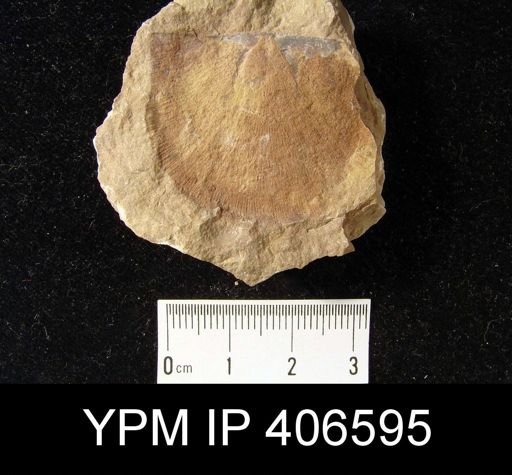 Leptostrophia sp.