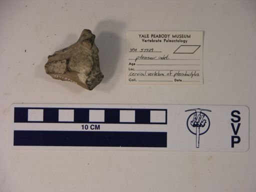 Pterodactylidae