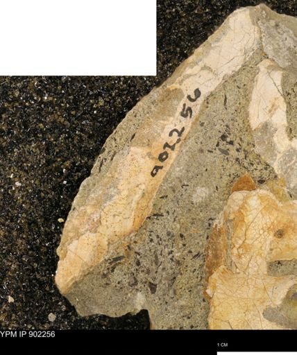 undet. Mollusca