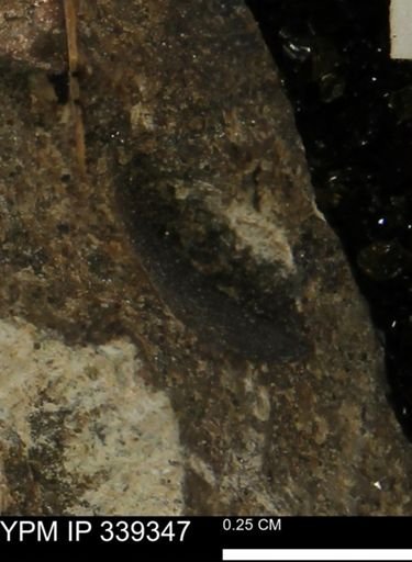 undet. Mollusca