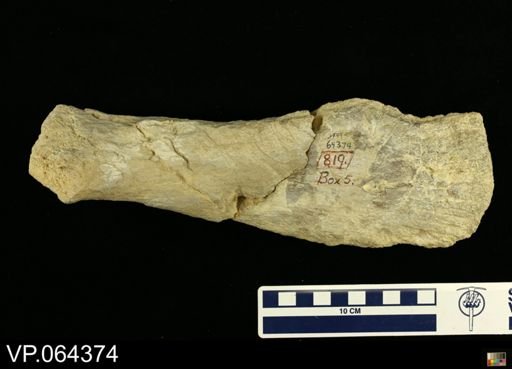 undet. Plesiosauridae