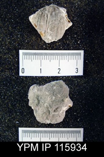 Avonia walcottiana costatus