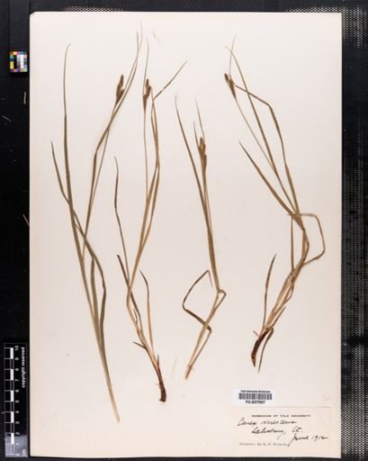 Carex virescens