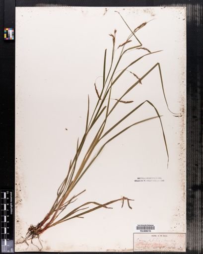 Carex debilis