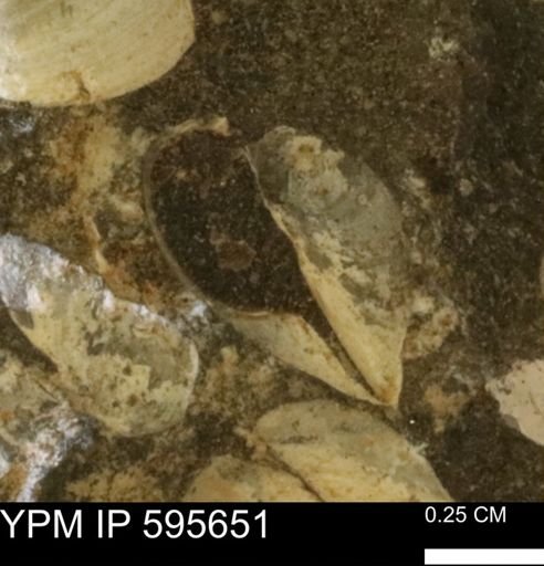 Protocardia sp.