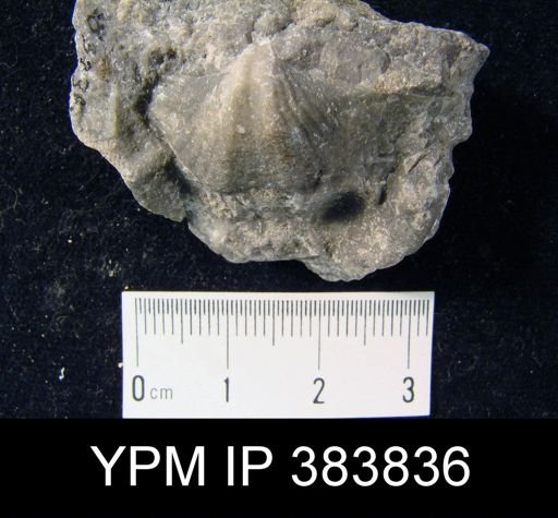 Spirifer striatus