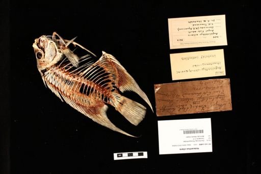 Holacanthus ciliaris