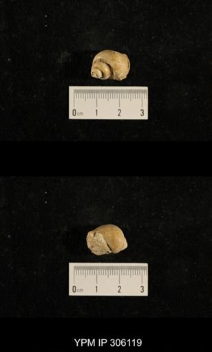 Phanerotrema sp.