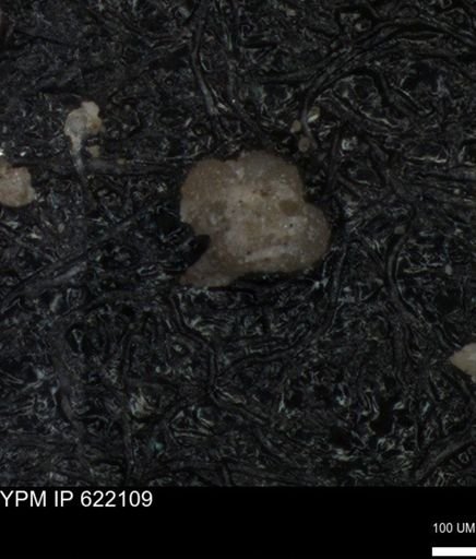 undet. Foraminiferida
