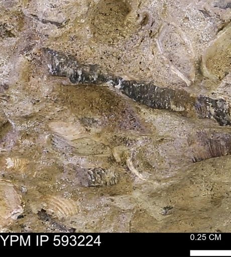 Inoceramus cuneatus