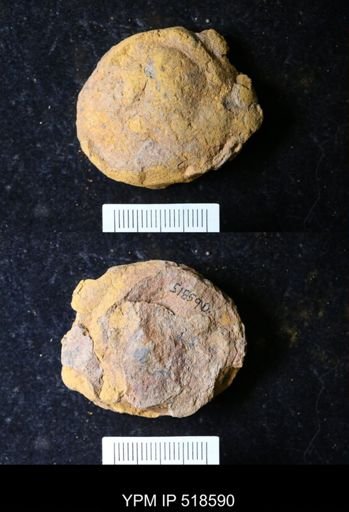 undet. Echinodermata