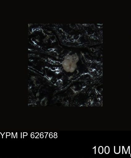undet. Foraminiferida
