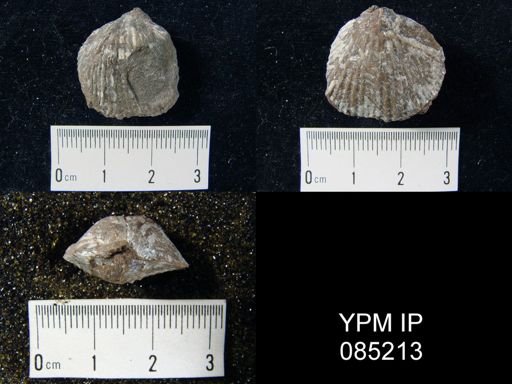 Atrypa reticularis