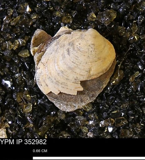Limopsis striatopunctatus