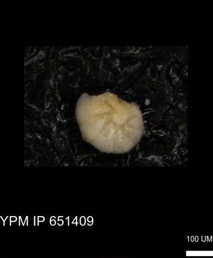 undet. Foraminiferida