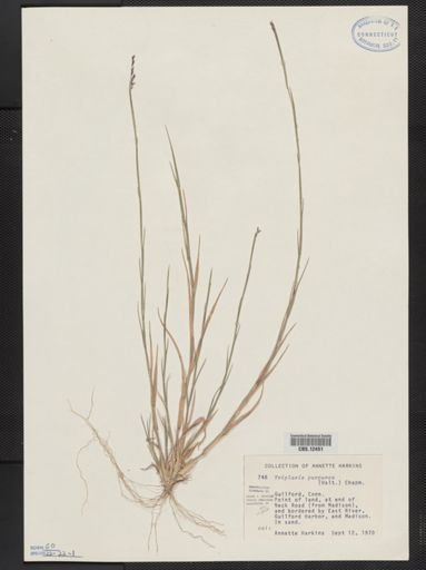 Triplasis purpurea