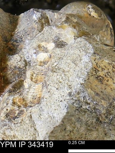 undet. Gastropoda