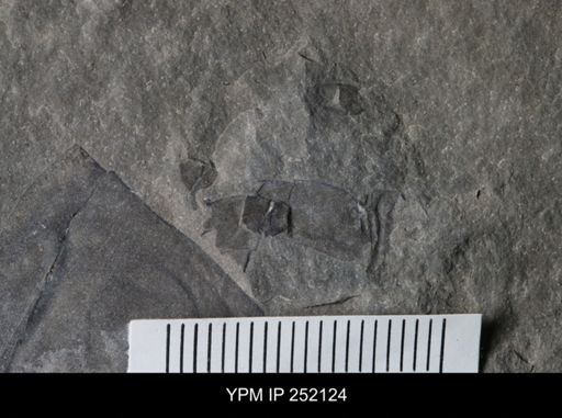 Eurypterus sp.