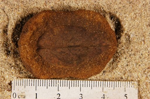 Angiospermopsida