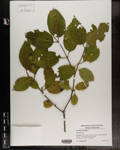 Plantae