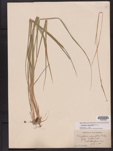 Oryzopsis asperifolia