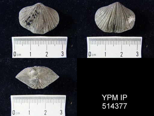 Camarotoechia decemplicata