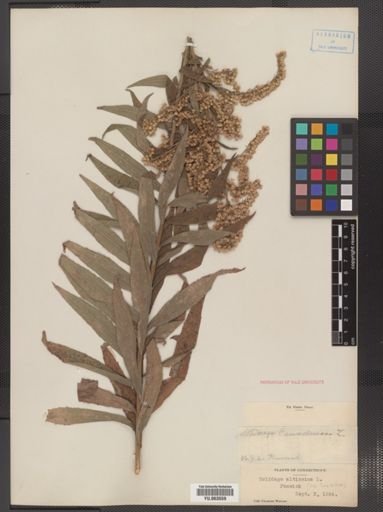 Solidago altissima