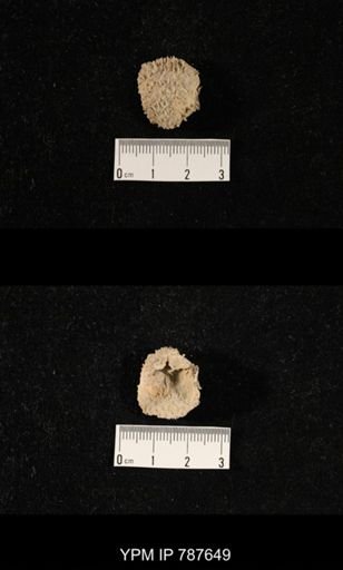 undet. Brachiopoda