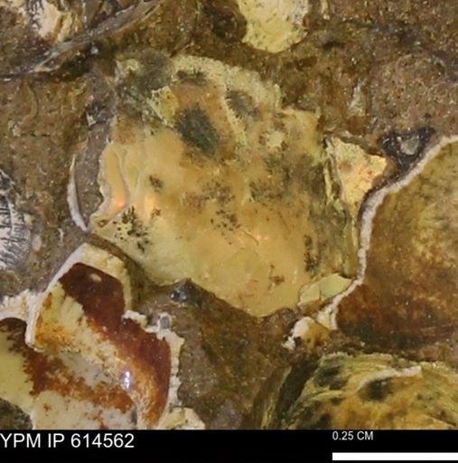 Ammonoidea?