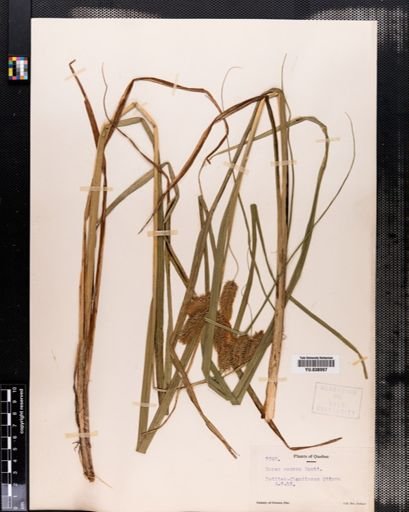 Carex comosa