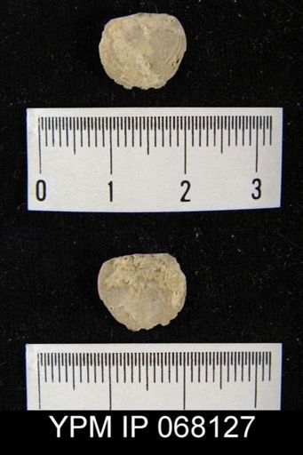 Dalmanella crassa