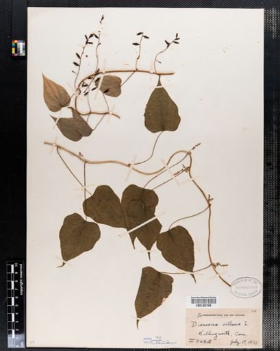 Dioscorea villosa