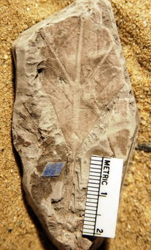 Sassafras acutilobum